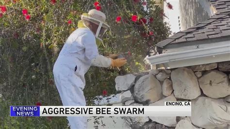 Swarm of bees close Los Angeles-area streets; injuries reported